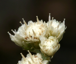 Antennaria rosea