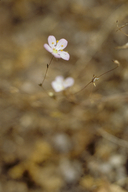 Narrowflower Flaxflower
