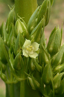 Swertia fastigiata