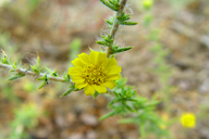 Pappose Tarweed