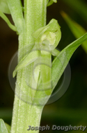 Platanthera sparsiflora var. ensifolia