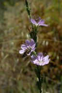 Stephanomeria virgata ssp. virgata