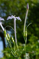 Whiteflowered Gilia