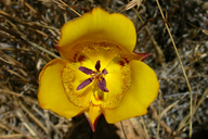 Clubhair Mariposa Lily