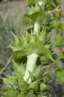 Penstemon acuminatus var. latebracteatus
