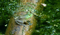 Rana catesbeiana