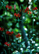 Photo of Lilium pardalinum ssp. pitkinense