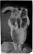 Euceratherium collinum
