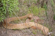 Crotalus ruber