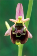 Humble-bee Orchid