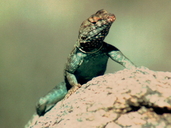 Banded Rock Lizard