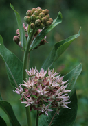 Asclepias speciosa