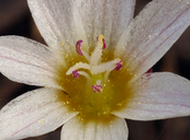 Lewisia triphylla