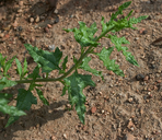 Bahiopsis laciniata