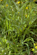 Tragopogon pratensis ssp. orientalis