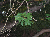 Aesculus californica