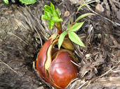 Aesculus californica