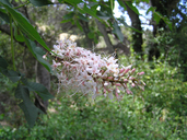 Aesculus californica