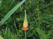 Eschscholzia californica