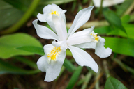 Iris cristata var. alba