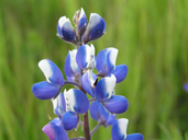 Lupinus bicolor