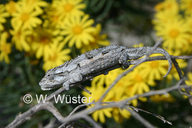 Namaqua Dwarf Chameleon