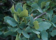Sonoran Scrub Oak