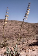 Penstemon bicolor ssp. bicolor