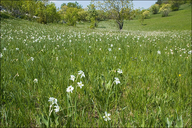 Narcissus poeticus ssp. radiiflorus
