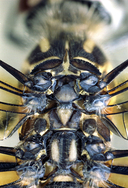 Pachydiplax longipennis
