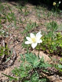 Anemone drummondii