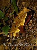 Sclerophrys superciliaris