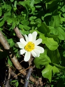Two-flowered Marsh Marigold
