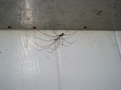 Daddy-long-legs Spider