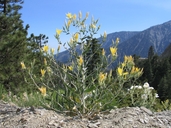 Mentzelia laevicaulis