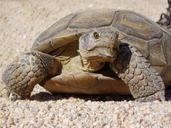 Gopherus agassizii