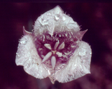Calochortus tolmiei