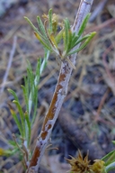 Chrysothamnus parryi ssp. asper