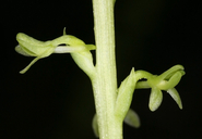 Piperia unalascensis