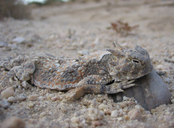 Phrynosoma platyrhinos