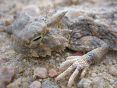 Phrynosoma platyrhinos