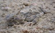 Phrynosoma platyrhinos