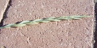 Thinopyrum pycnanthum