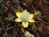 Platystemon californicus