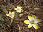 Platystemon californicus