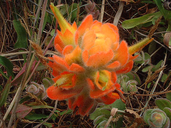 Castilleja mendocinensis