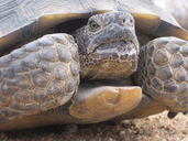 Gopherus agassizii