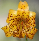 Lilium pardalinum ssp. pardalinum