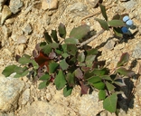 Berberis aquifolium var. repens
