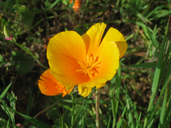 Eschscholzia californica